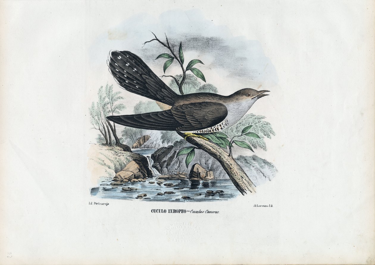 Common Cuckoo by Raimundo Petraroja