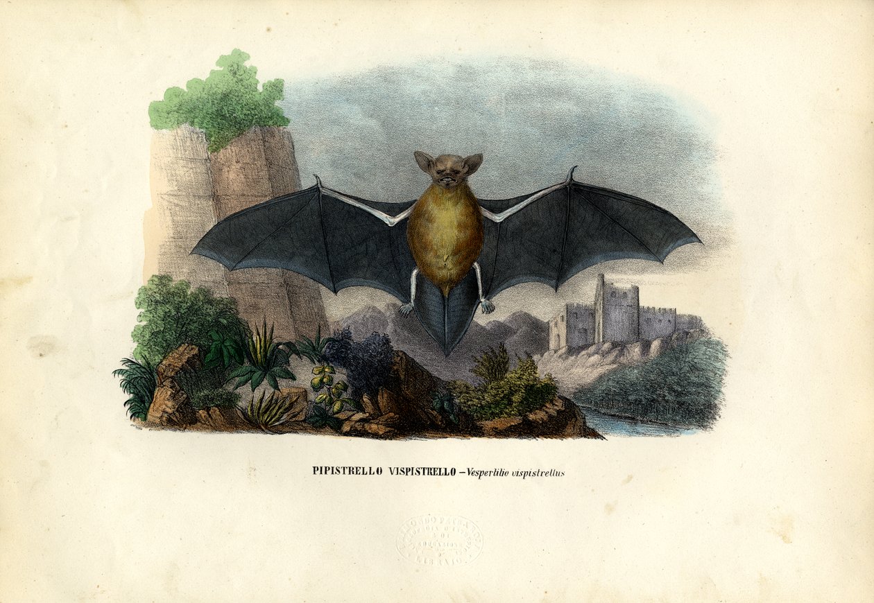 Common Pipistrelle, 1863-79 by Raimundo Petraroja