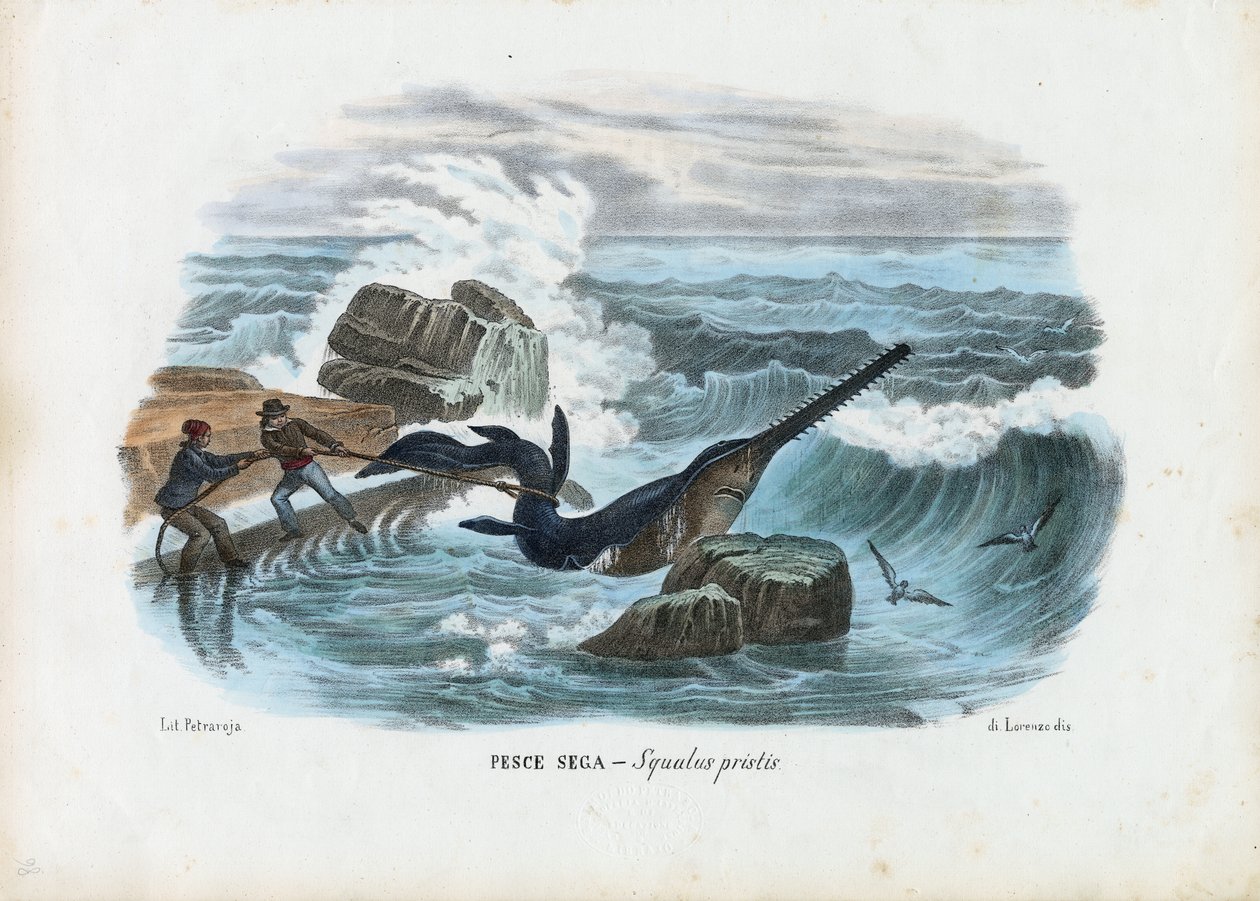 Common Sawfish, 1863-79 by Raimundo Petraroja