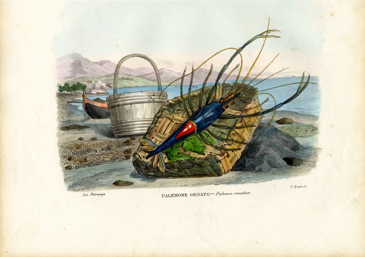 Crustaceans, 1863-79 by Raimundo Petraroja