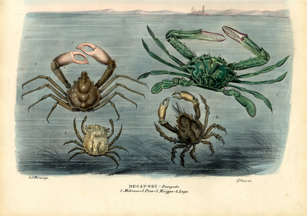 Crustaceans by Raimundo Petraroja