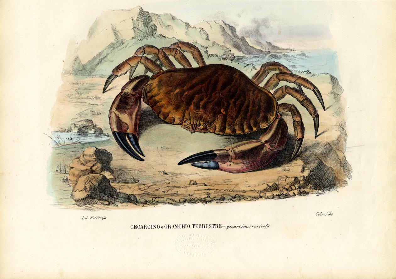 Crustaceans, 1863-79 by Raimundo Petraroja