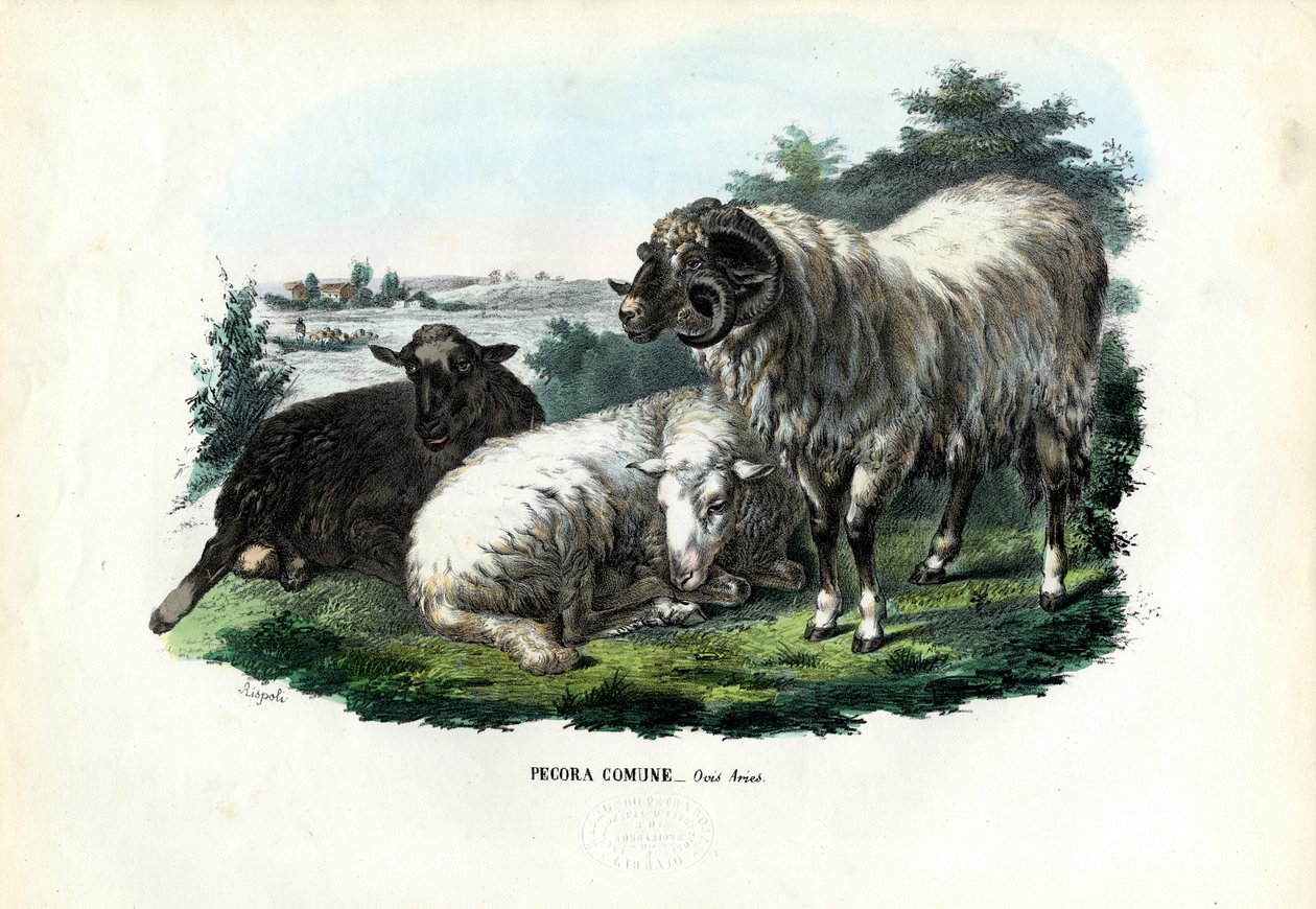 Domestic Sheep by Raimundo Petraroja
