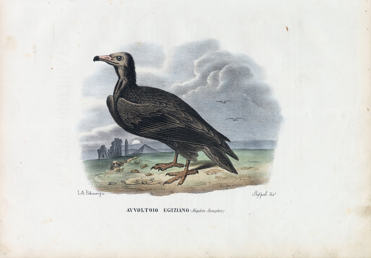 Egyptian Vulture by Raimundo Petraroja