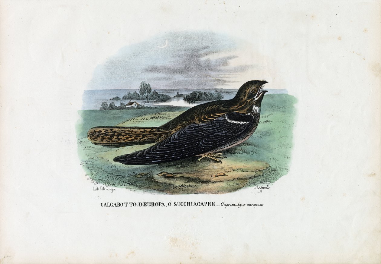 European Nightjar by Raimundo Petraroja