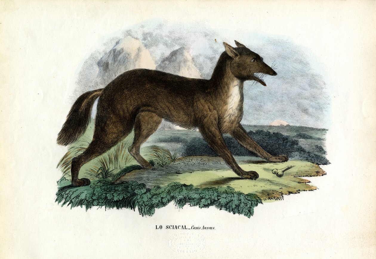 Golden Jackal by Raimundo Petraroja