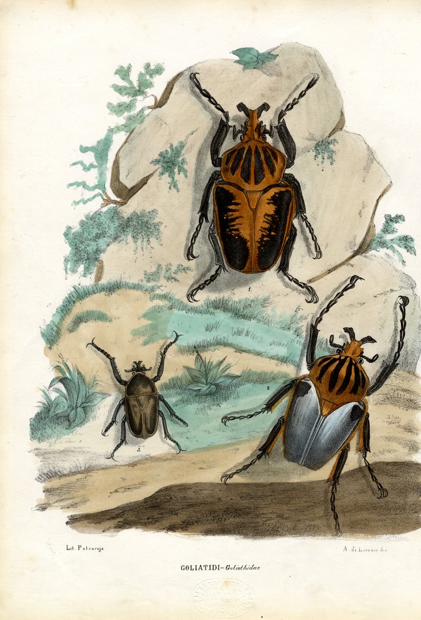 Goliath Beetles, 1863-79 by Raimundo Petraroja