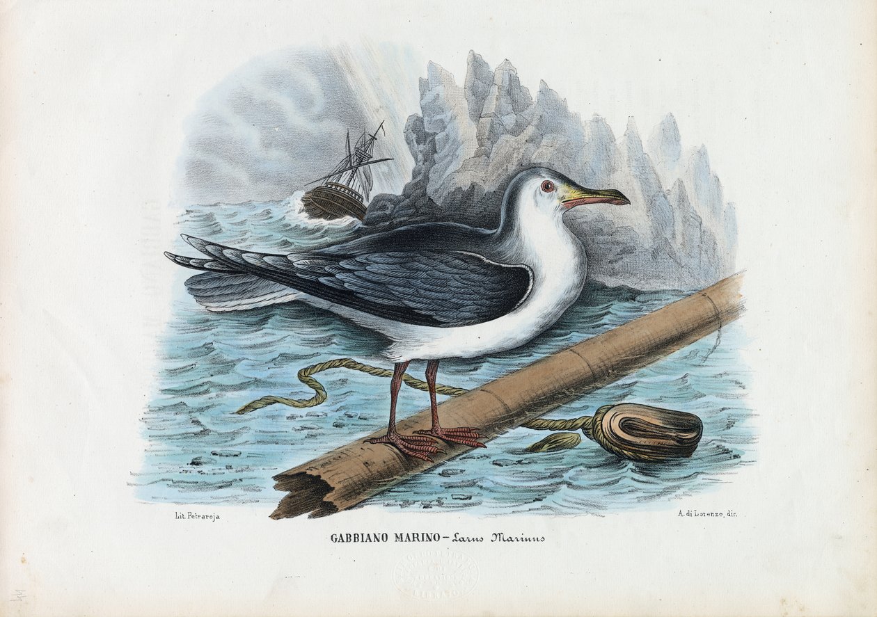 Great Black-Backed Gull by Raimundo Petraroja