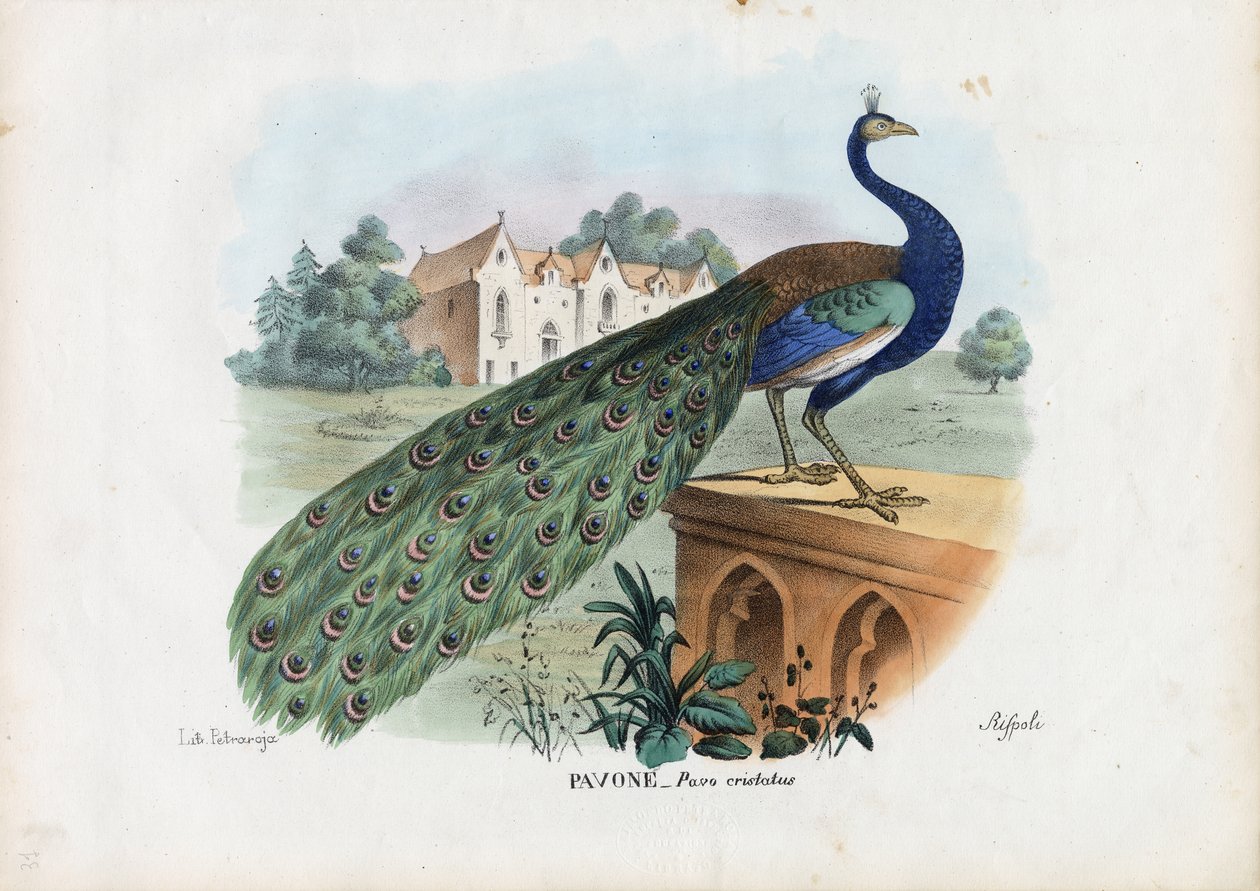 Indian Peafowl by Raimundo Petraroja