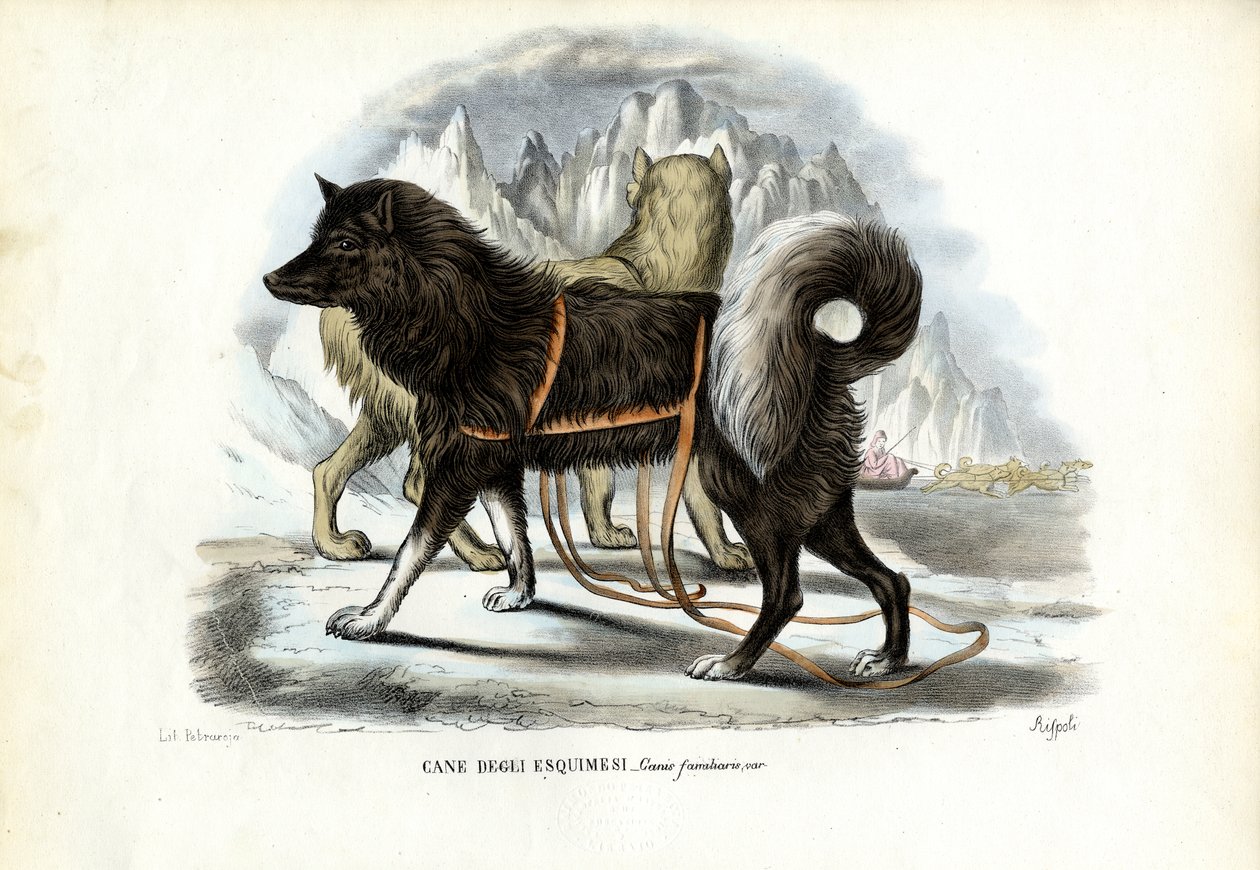 Inuit Sled Dog, 1863-79 by Raimundo Petraroja