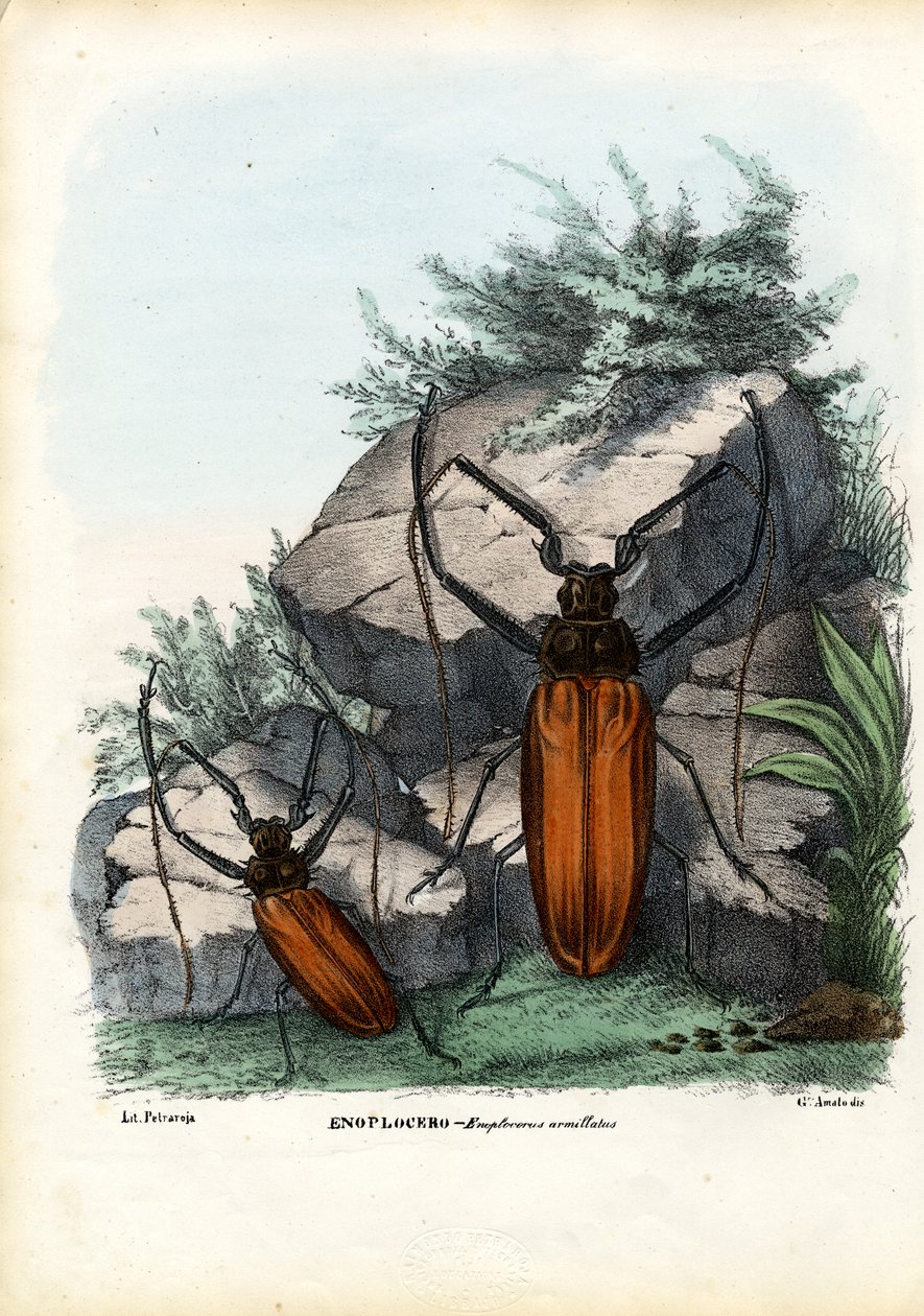 Longhorn Beetle, 1863-79 by Raimundo Petraroja
