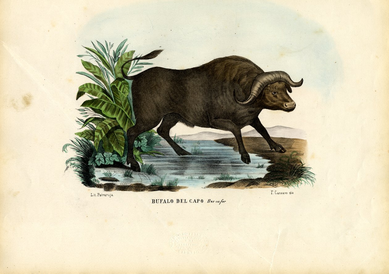 Musk Ox, 1863-79 by Raimundo Petraroja