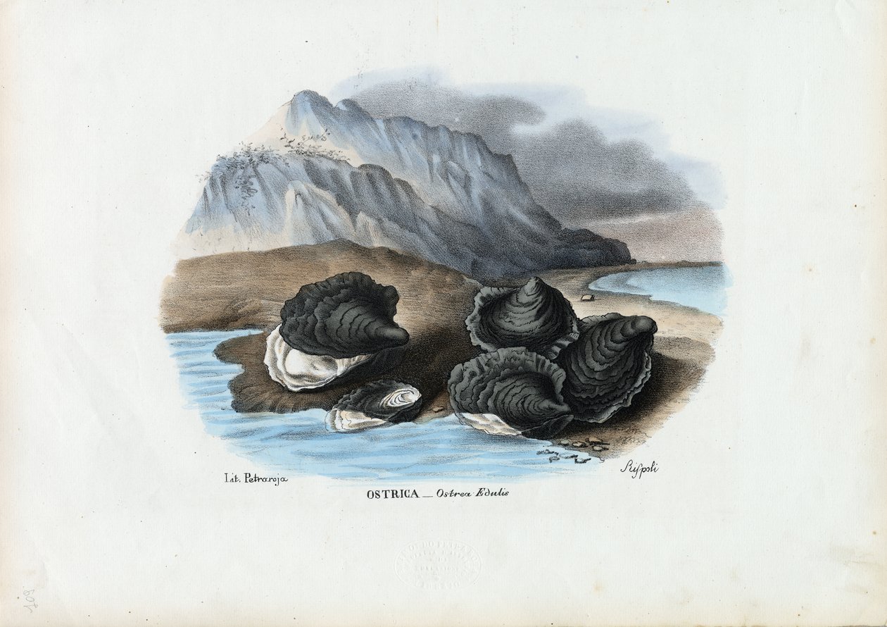 Mussels, 1863-79 by Raimundo Petraroja