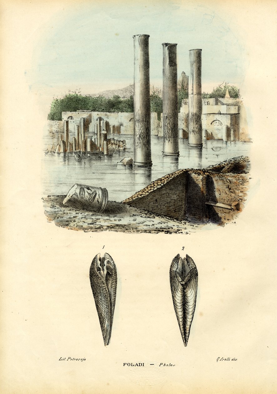 Mussels, 1863-79 by Raimundo Petraroja