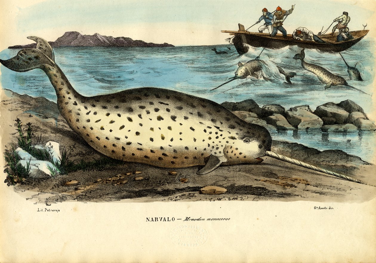 Narwhal by Raimundo Petraroja