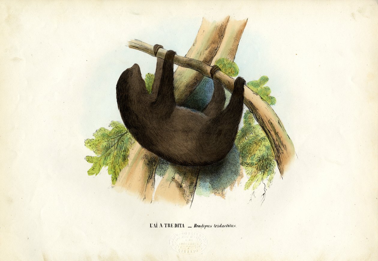 Pale-Throated Sloth by Raimundo Petraroja
