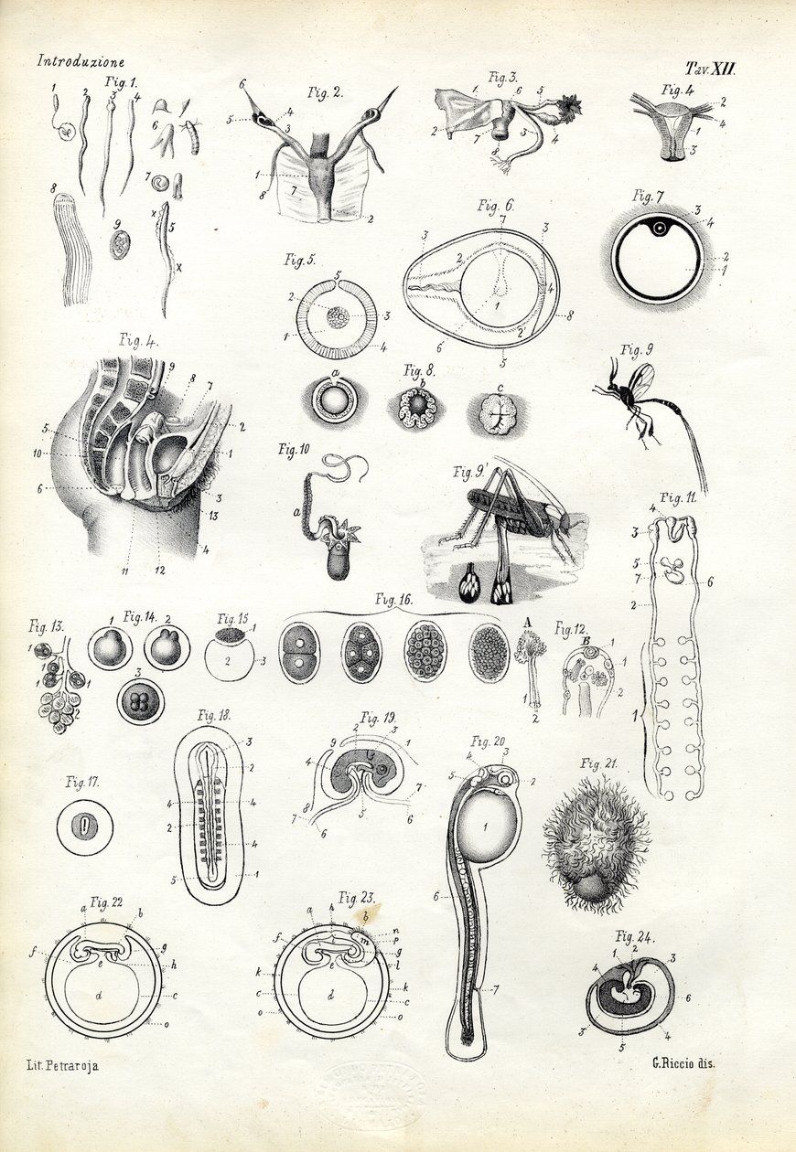 Reproductive Organ by Raimundo Petraroja