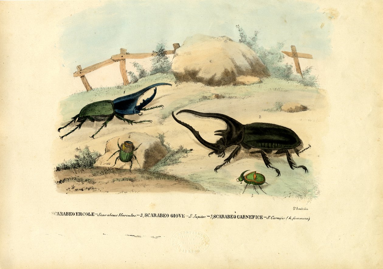 Scarab Beetles, 1863-79 by Raimundo Petraroja