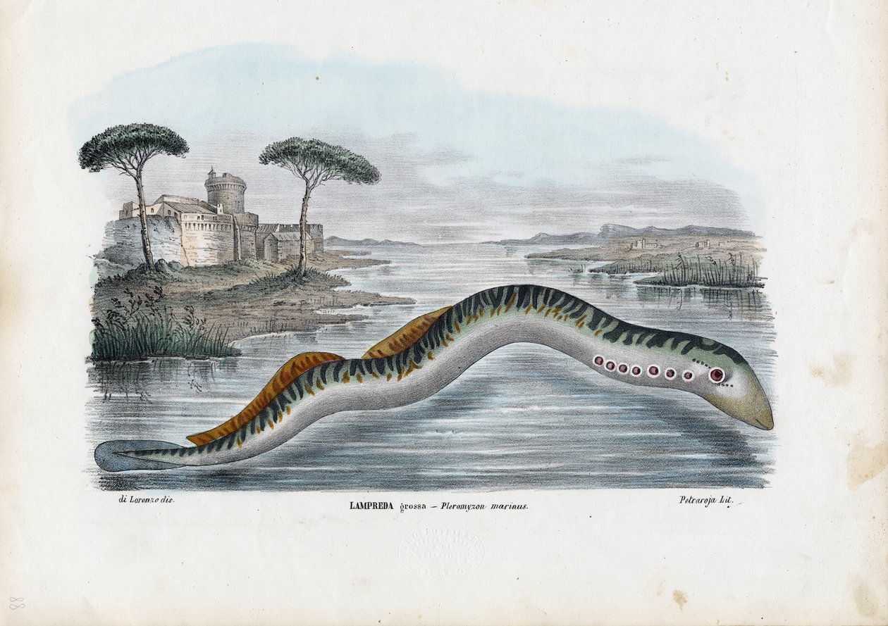 Sea Lamprey by Raimundo Petraroja
