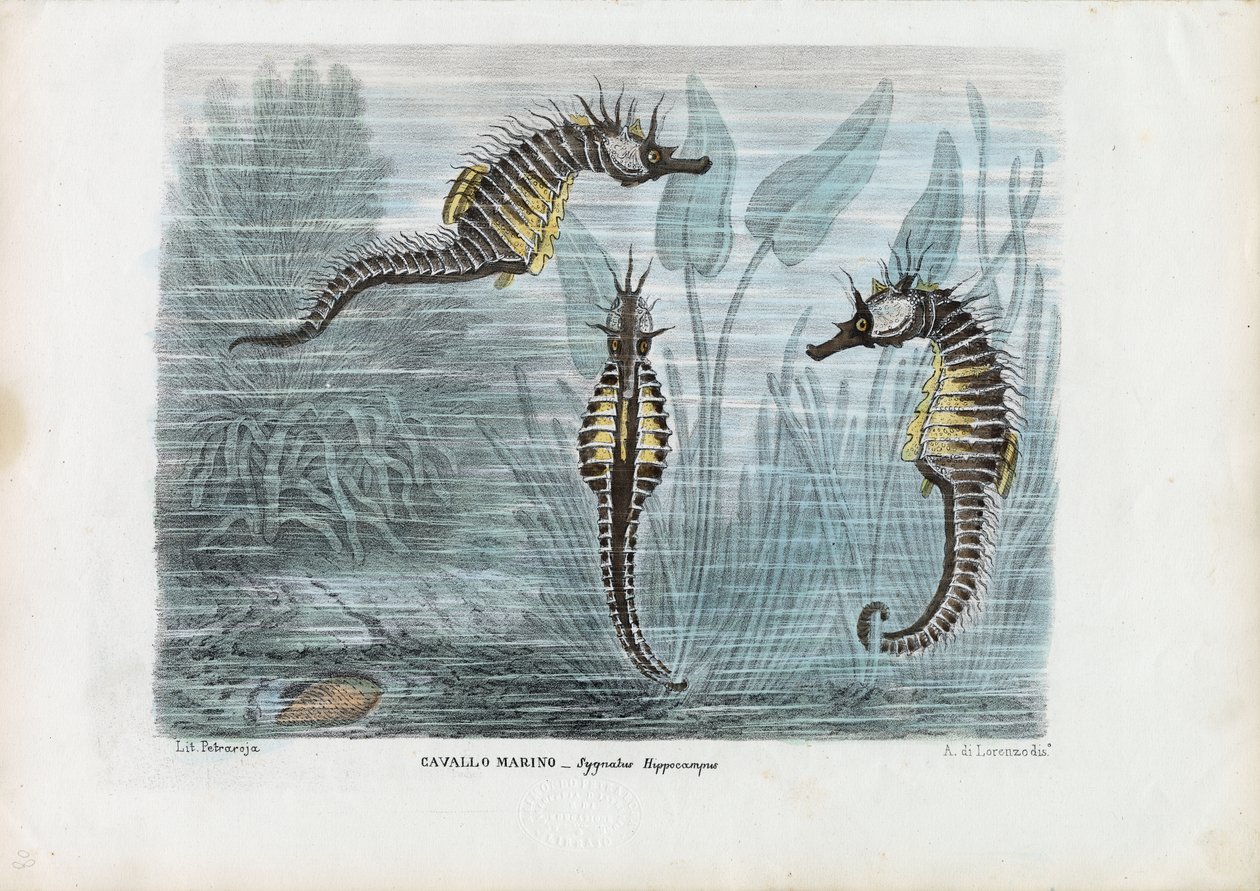 Seahorses, 1863-79 by Raimundo Petraroja