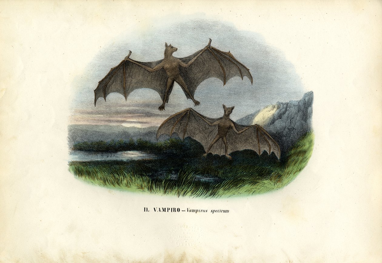 Spectral Bat, 1863-79 by Raimundo Petraroja