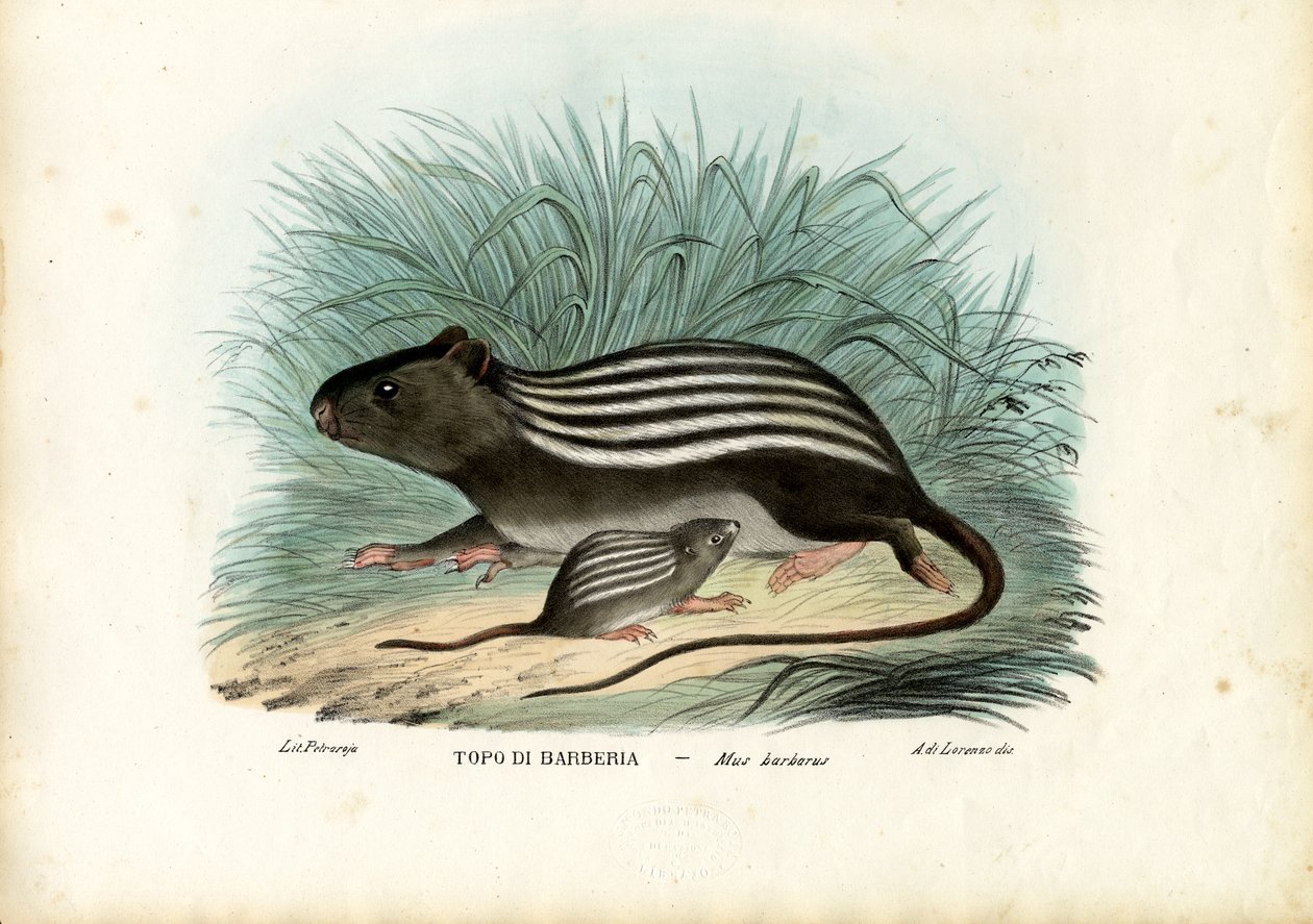 Striped Mouse, 1863-79 by Raimundo Petraroja