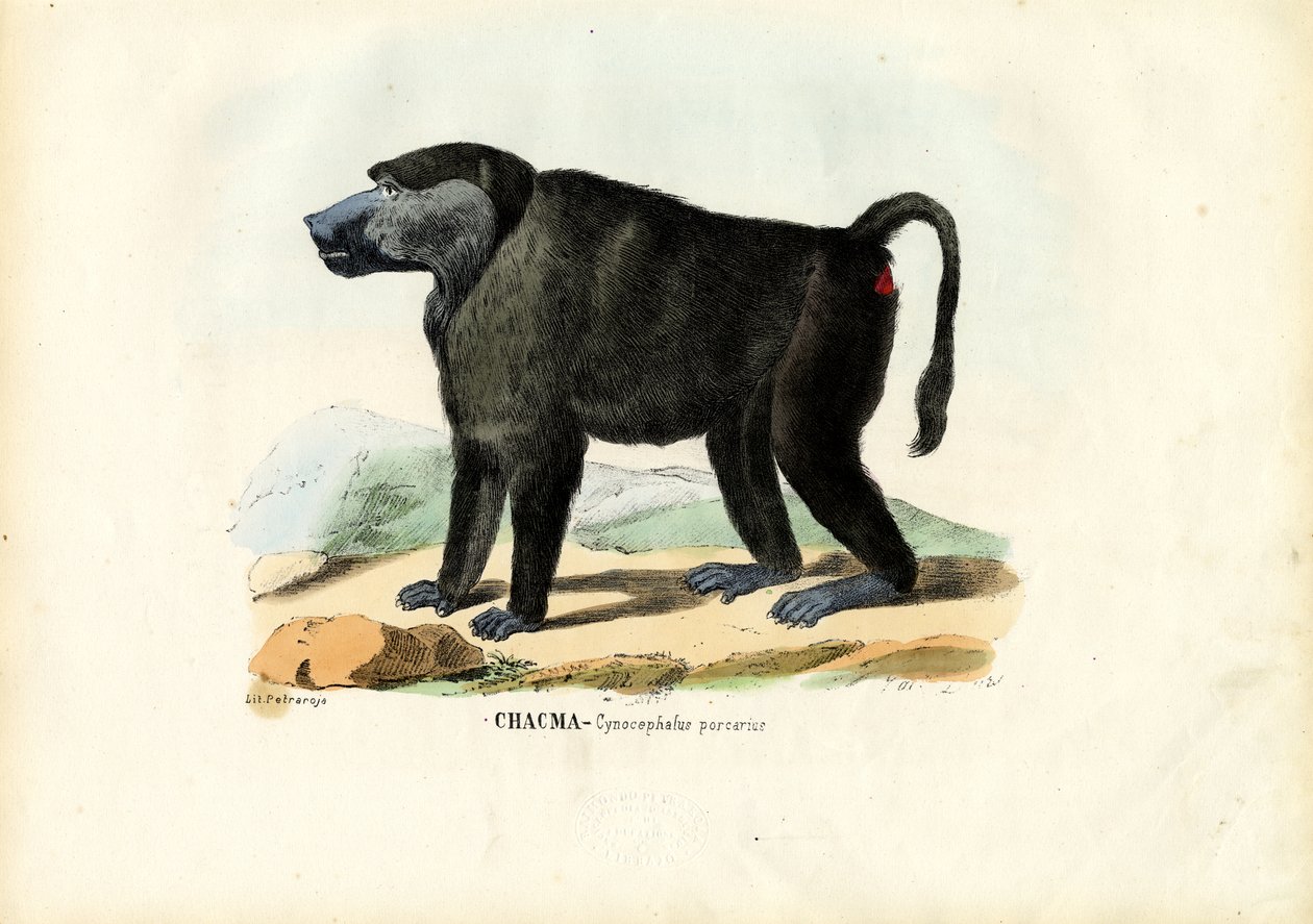 Ursine Baboon, 1863-79 by Raimundo Petraroja