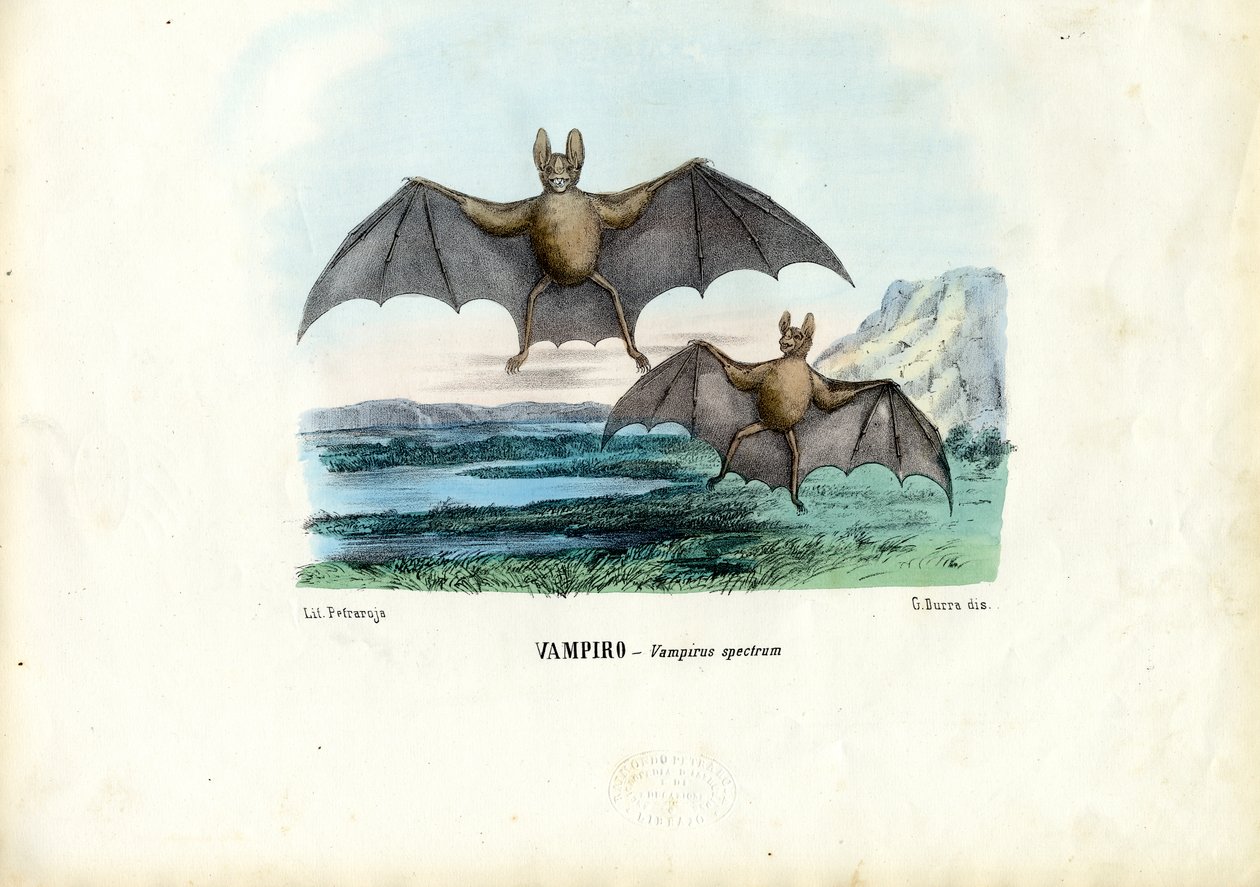 Vampire Bat, 1863-79 by Raimundo Petraroja