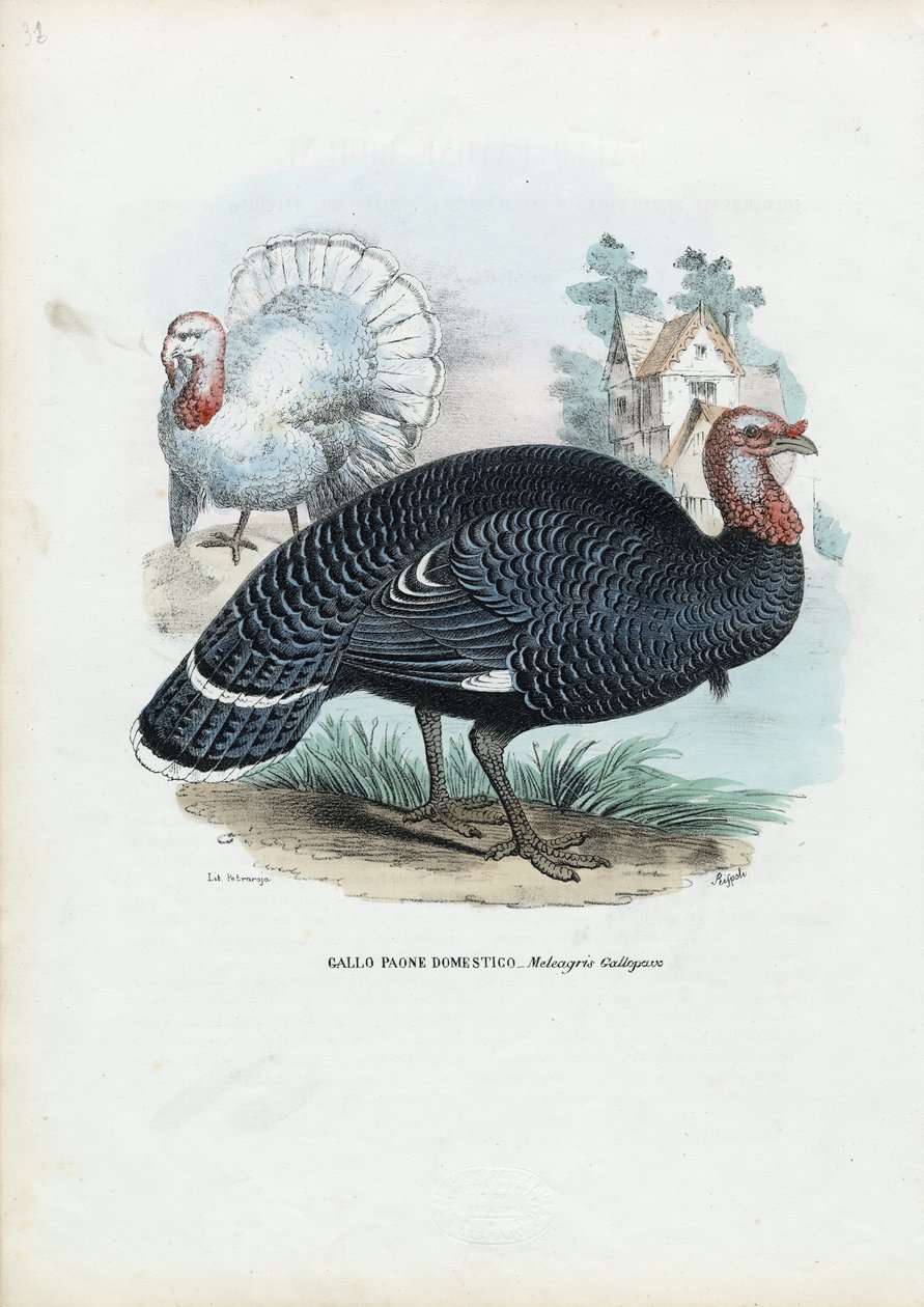 Wild Turkey by Raimundo Petraroja