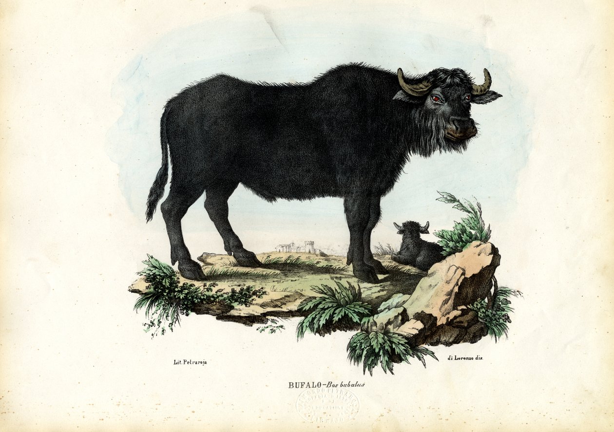 Buffalo by Raimundo Petraroja