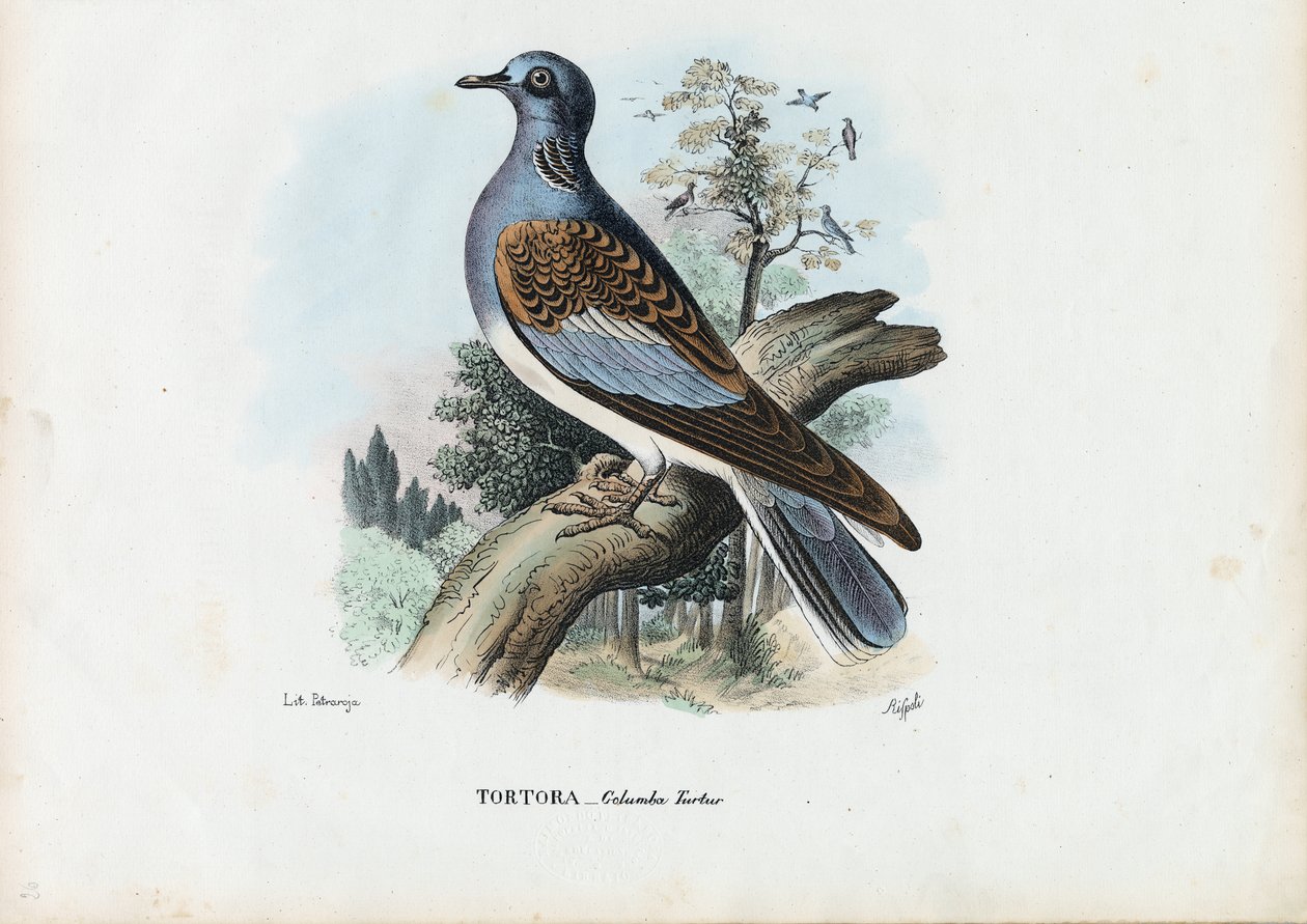 European Turtle Dove by Raimundo Petraroja