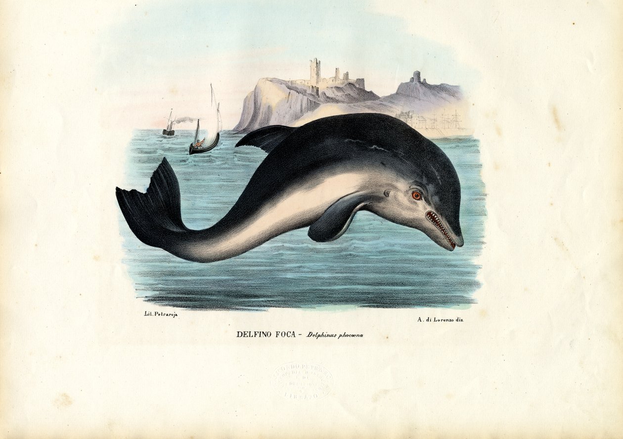 Harbour Porpoise by Raimundo Petraroja