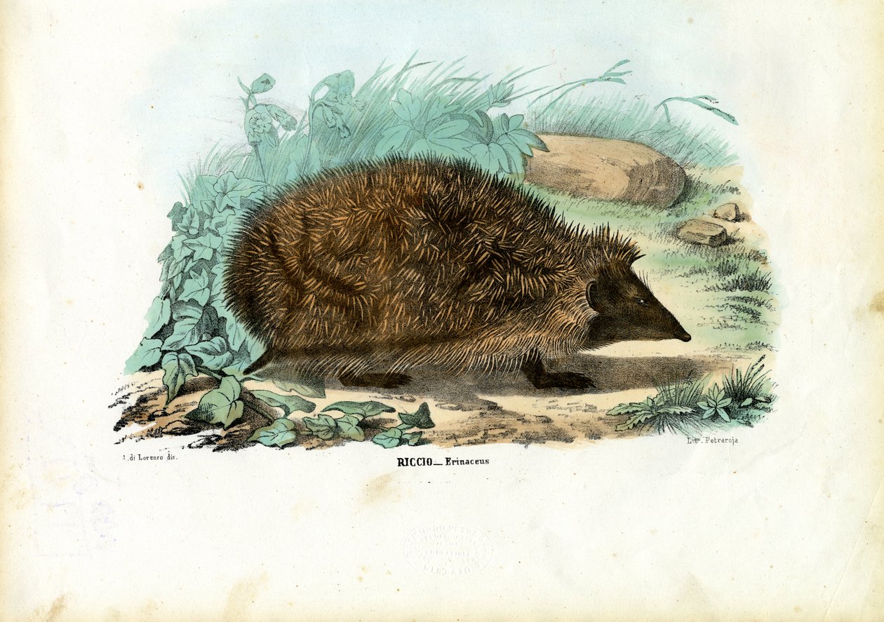 Hedgehog, 1863-79 by Raimundo Petraroja