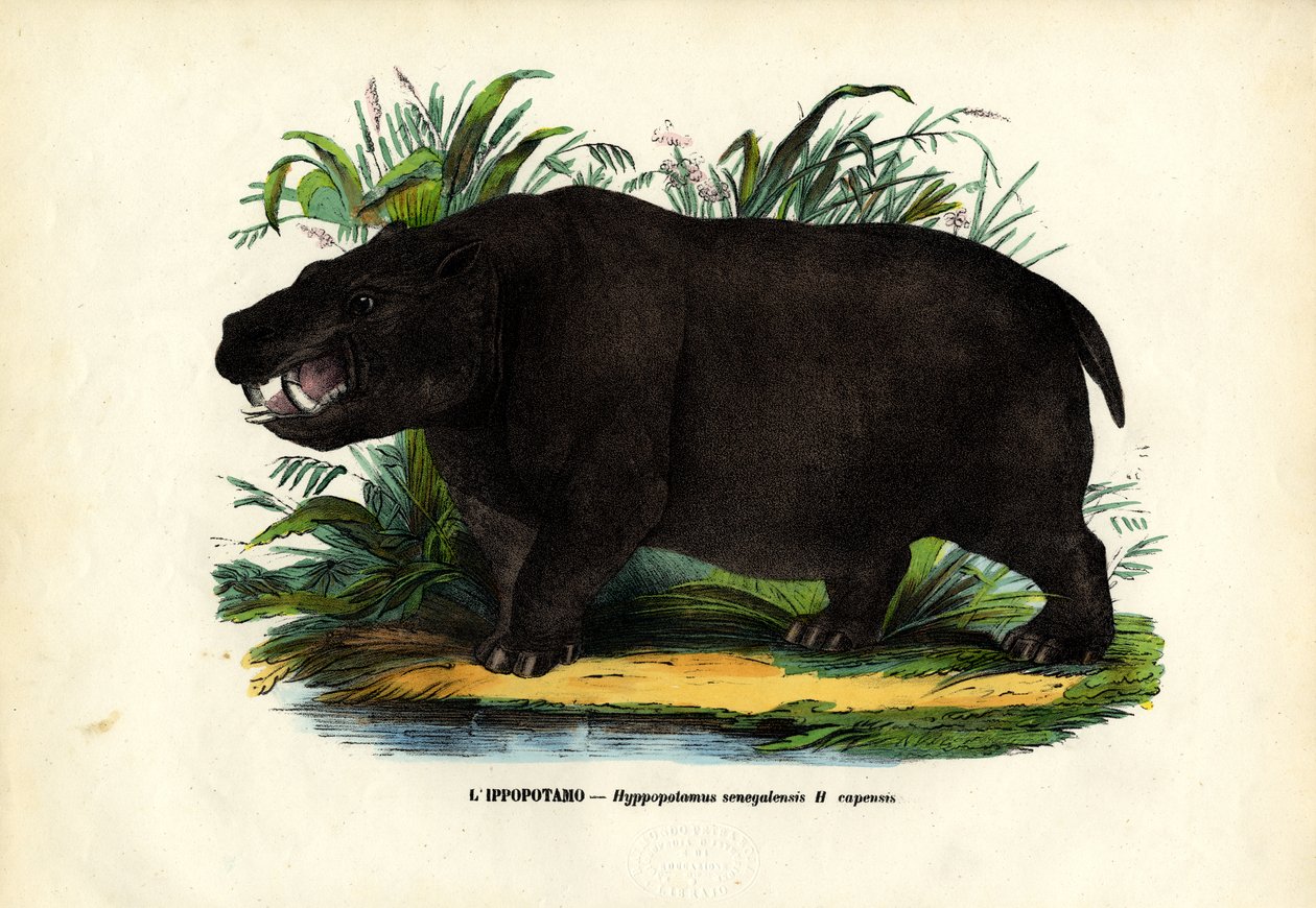 Hippo, 1863-79 by Raimundo Petraroja