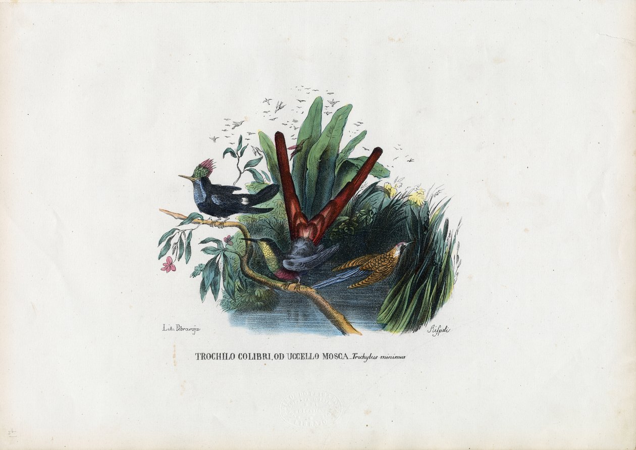 Hummingbirds, 1863-79 by Raimundo Petraroja