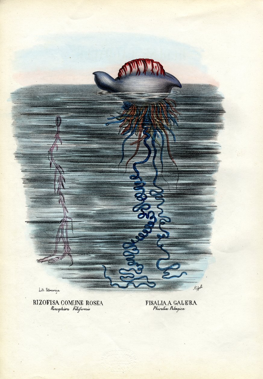 Jellyfish, 1863-79 by Raimundo Petraroja