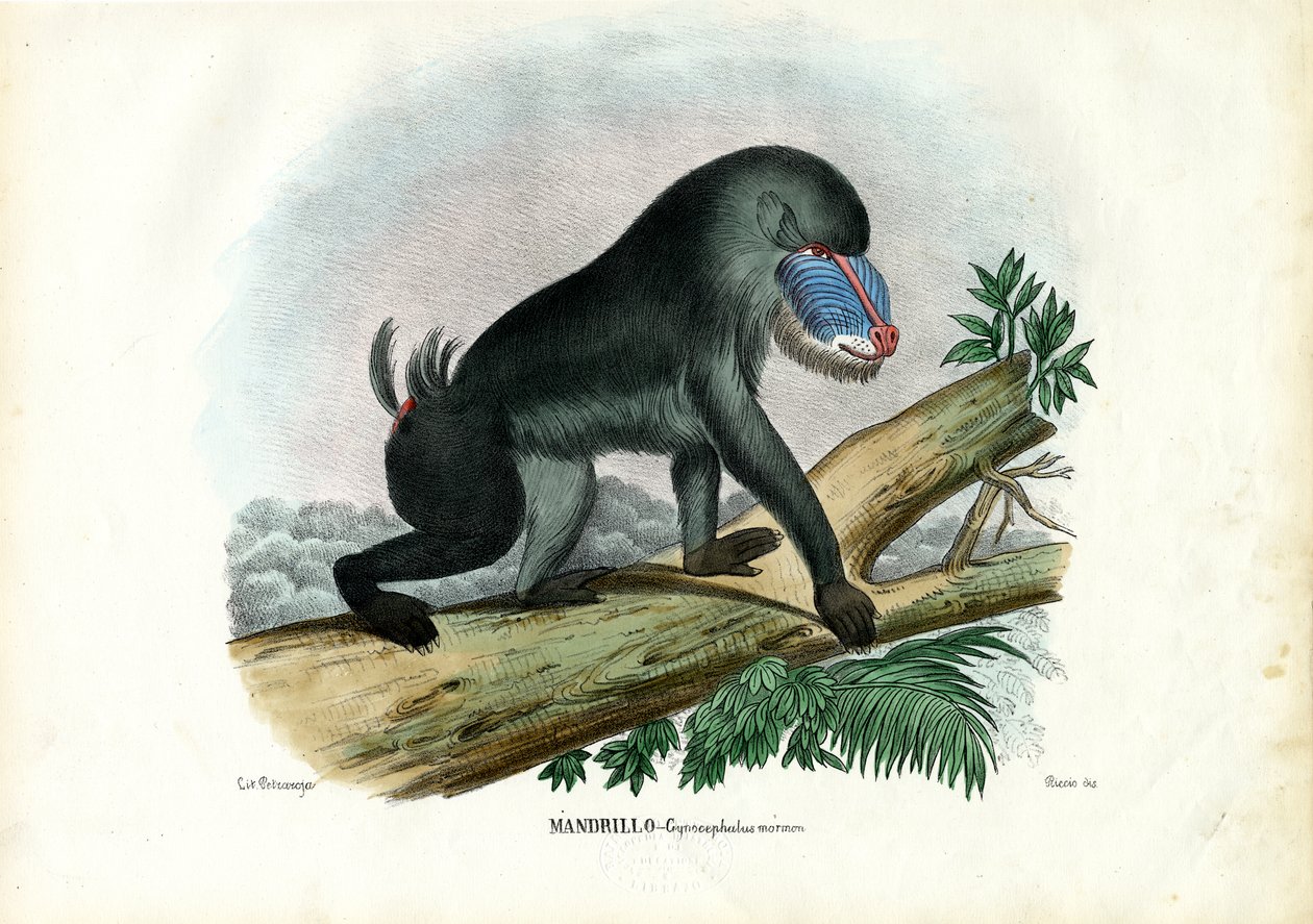 Mandrill by Raimundo Petraroja