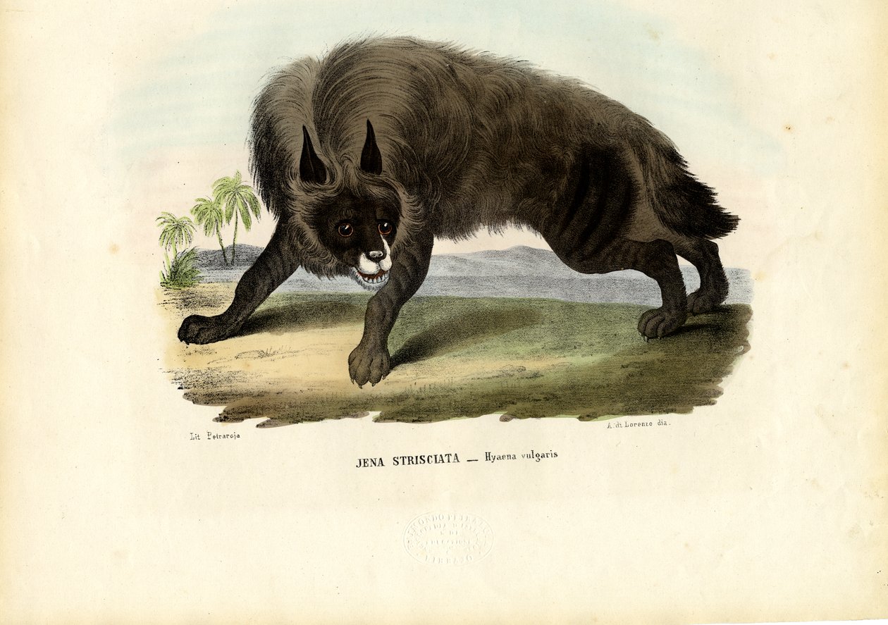 Striped Hyena, 1863-79 by Raimundo Petraroja