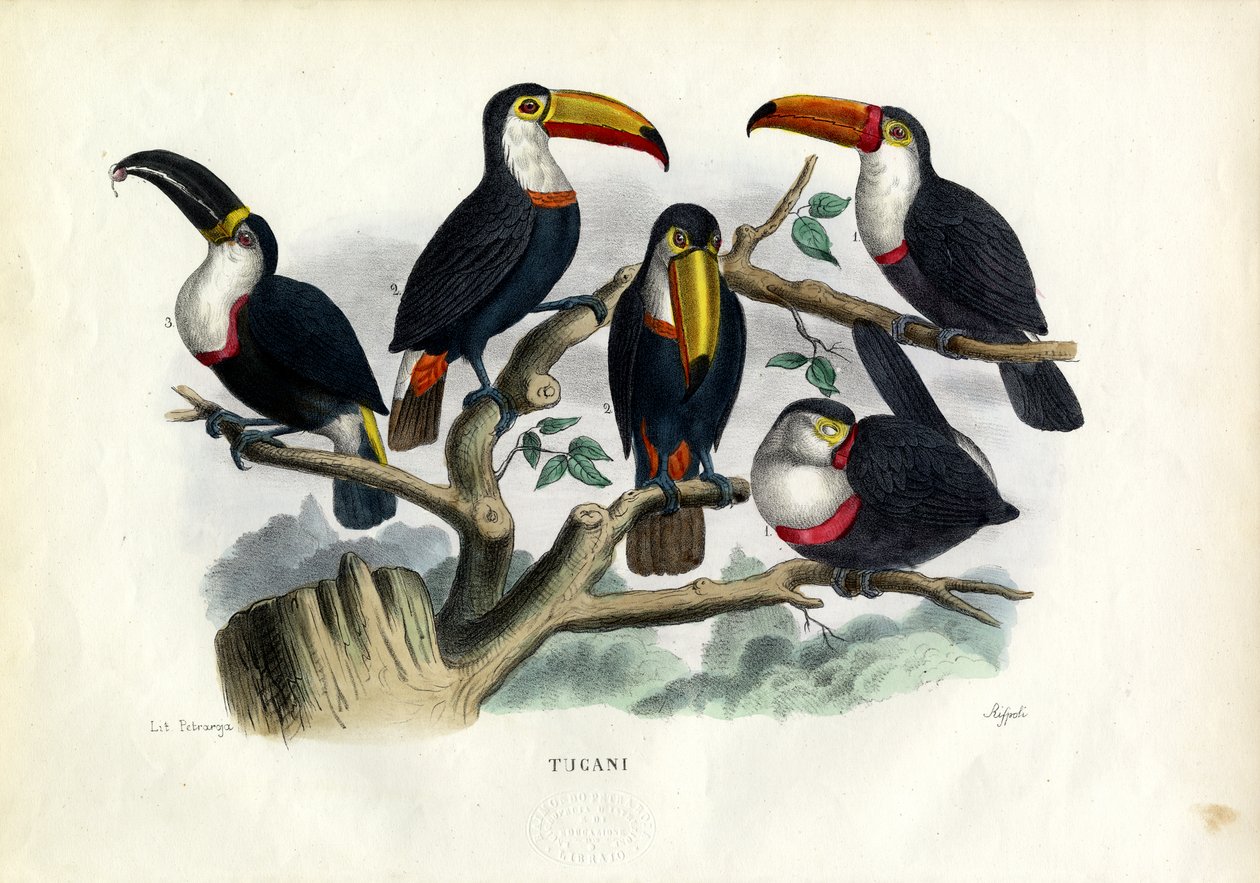 Toucans by Raimundo Petraroja