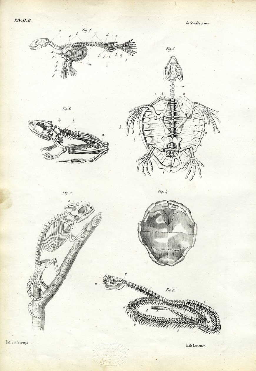 Turtle, 1863-79 by Raimundo Petraroja