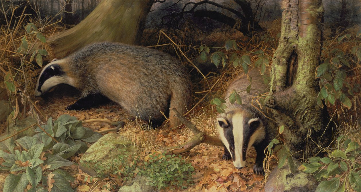 Badgers by Raymond Booth