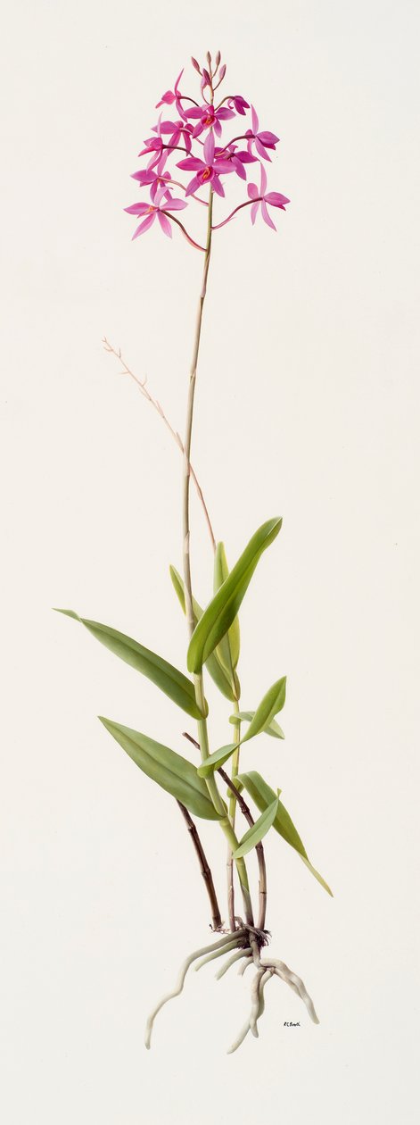 Barkeria skinneri by Raymond Booth