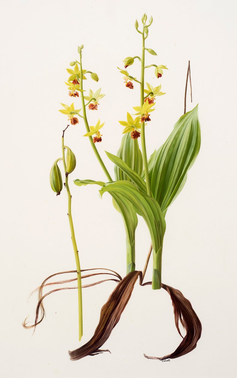 Calanthe tricarinata by Raymond Booth
