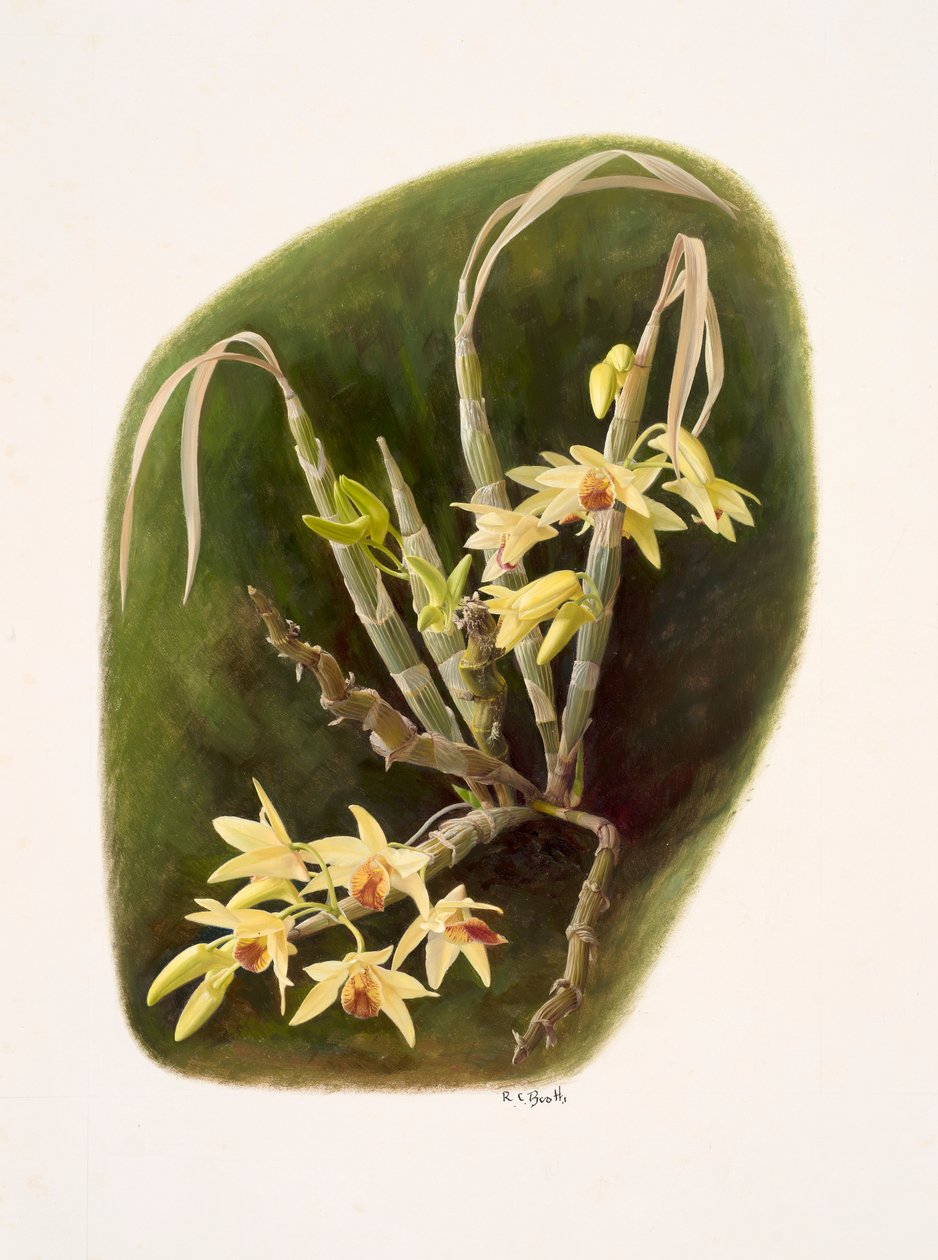 Dendrolium aureum by Raymond Booth