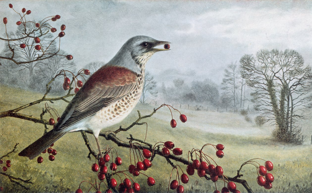 Fieldfare by Raymond Booth