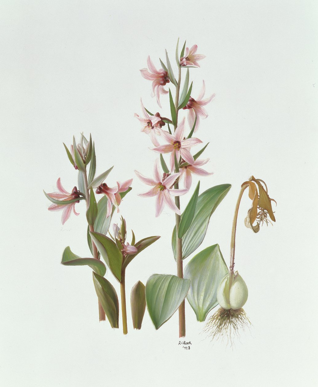 Fritillaria Stenanthera by Raymond Booth
