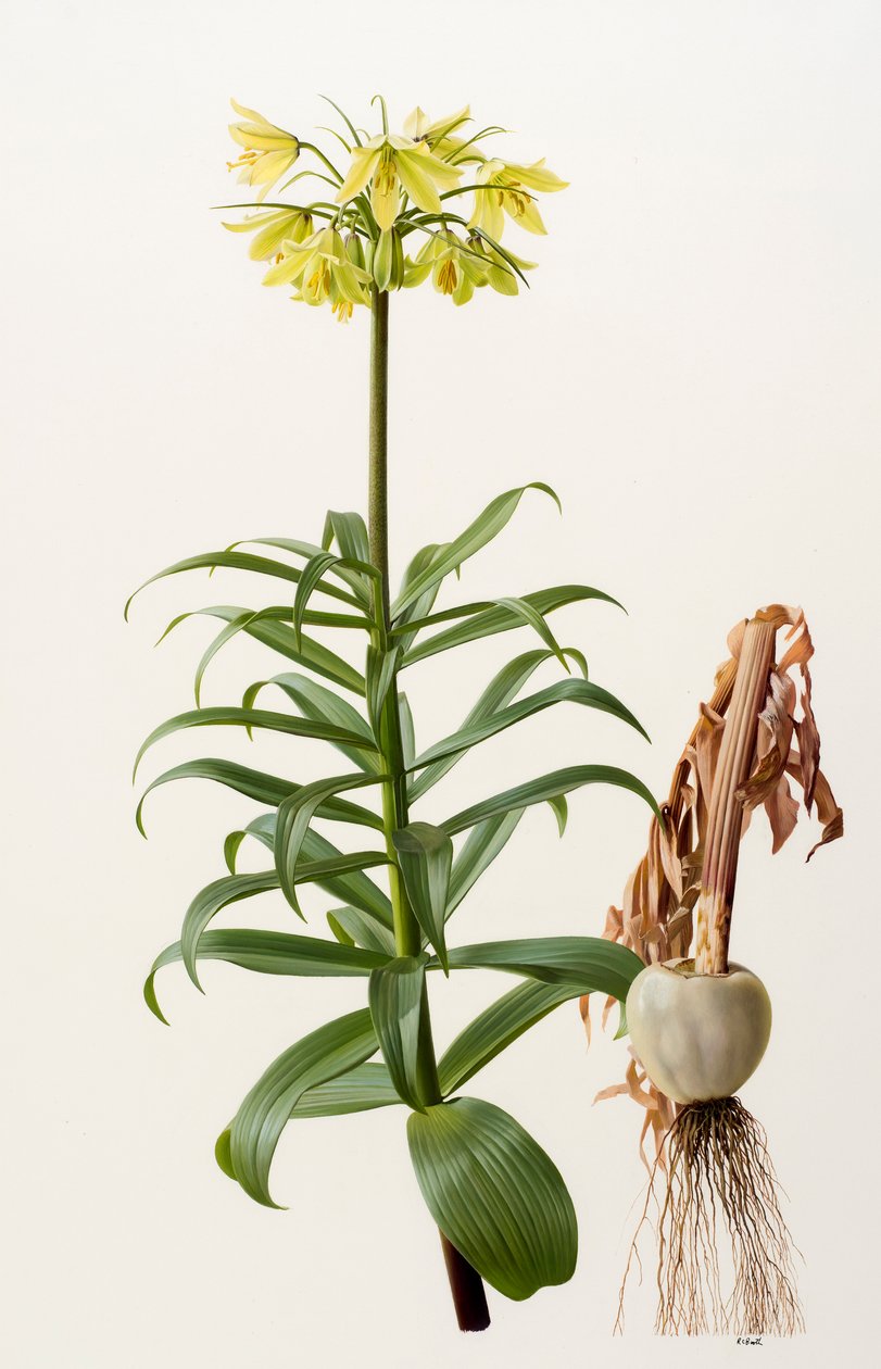 Fritillaria eduardii by Raymond Booth