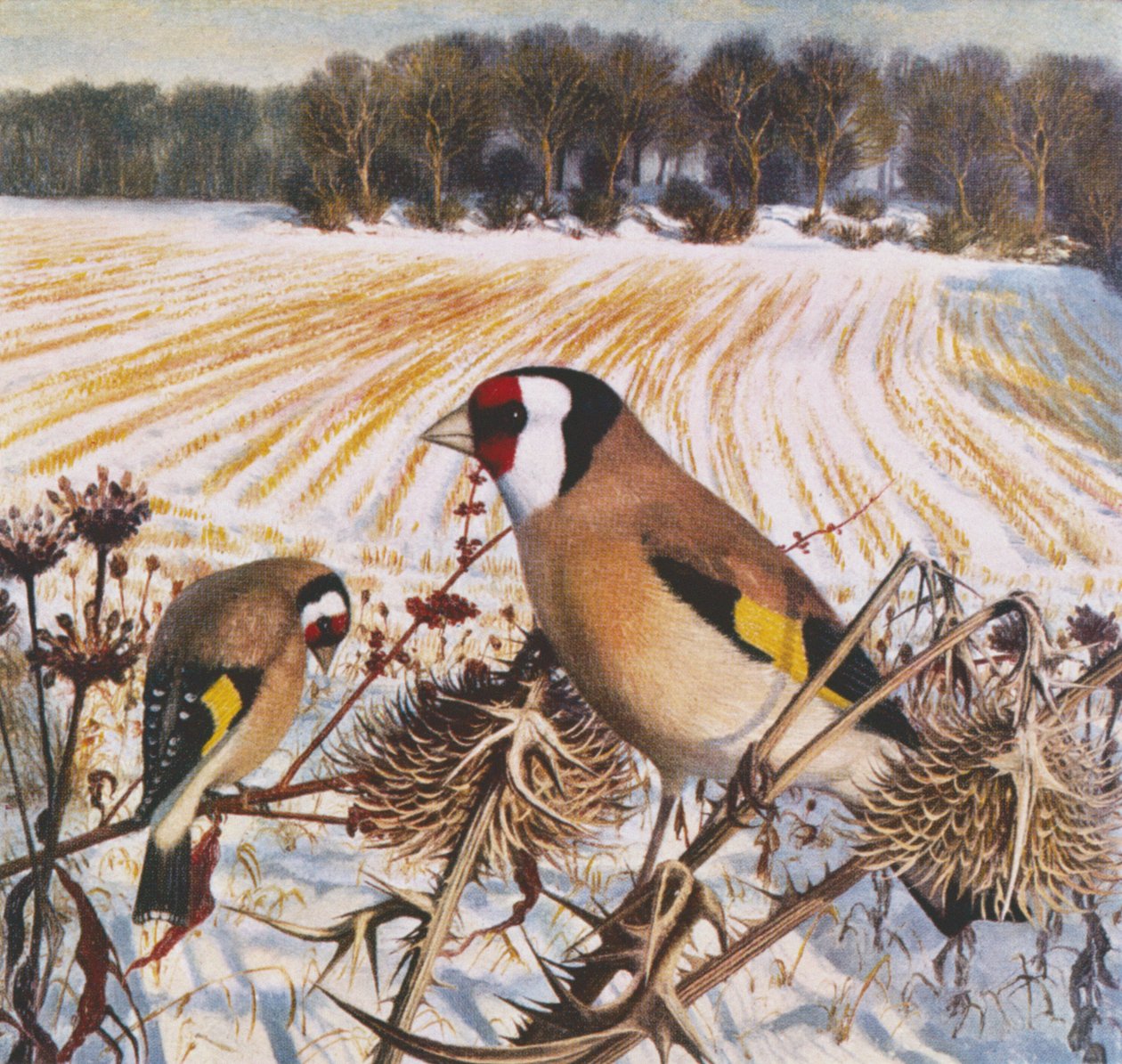 Goldfinch by Raymond Booth