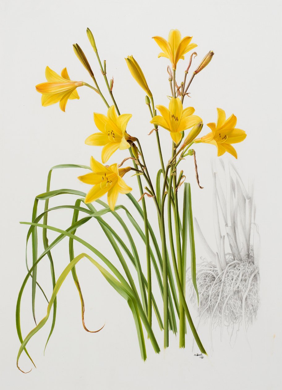 Hemerocallis dumortieri by Raymond Booth