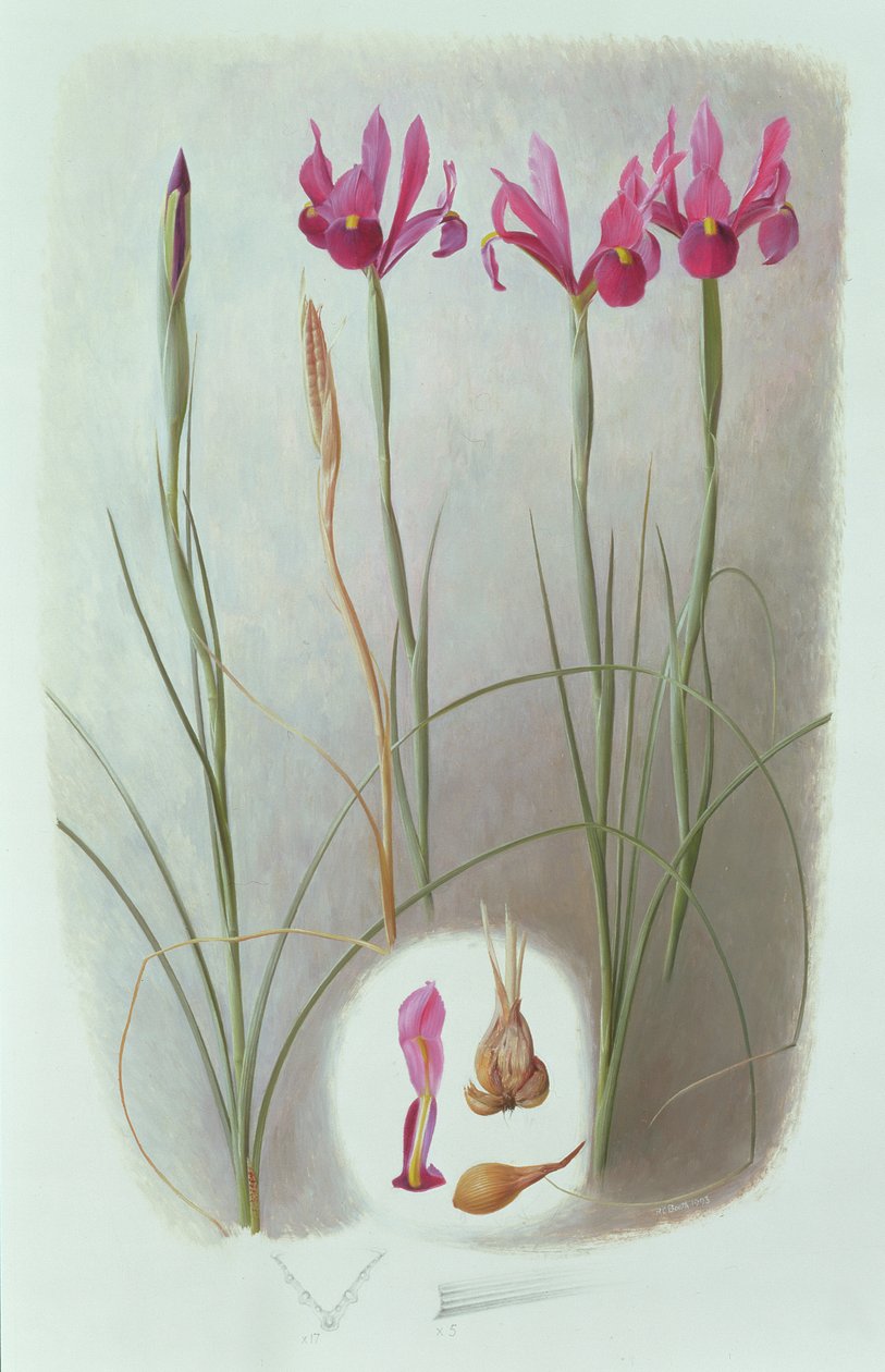 Iris Filifolia by Raymond Booth